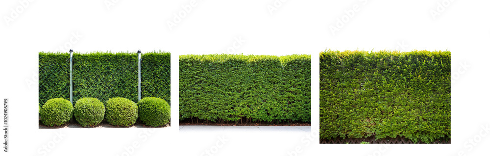 Poster a row of three round topiary bushes, trimmed to perfection, sit in front of a dense green hedge.