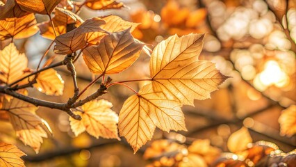 Obraz premium Golden autumn leaves on tree branch in sunlight