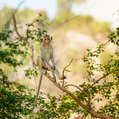 Little brown monkey or Macaca in the forest park sits on the branch and is enjoying and making looking someing. At Khao Ngu Stone Park, Ratchaburi, Thailand. Leave space for banner text input.