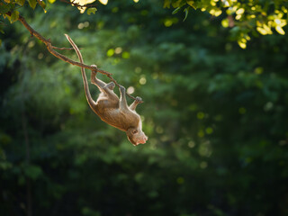 Macaca or monkey is hanging upside down posture from a tree branch looking like Tarzan, It's resisting the force of gravity. Khao Ngu Stone Park, Ratchaburi, Thailand. Leave space for text input.