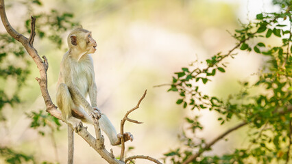 Little brown monkey or Macaca in the forest park sits on the branch and is enjoying and making looking someing. At Khao Ngu Stone Park, Ratchaburi, Thailand. Leave space for banner text input.