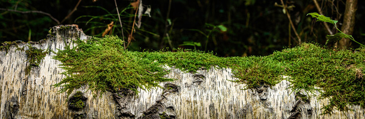 moss on the tree