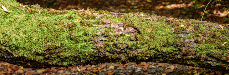 moss on the tree