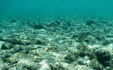Deep blue seabed with rocks, seaweed and sand generative AI