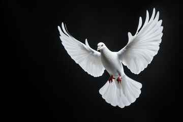 Fototapeta premium Graceful White Dove in Flight Against Dark Background