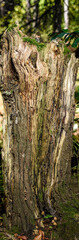 moss on the tree