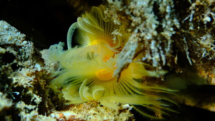 Polychaeta Smooth tubeworm or red-spotted horseshoe (Protula tubularia) undersea, Aegean Sea, Greece, Halkidiki, Pirgos beach