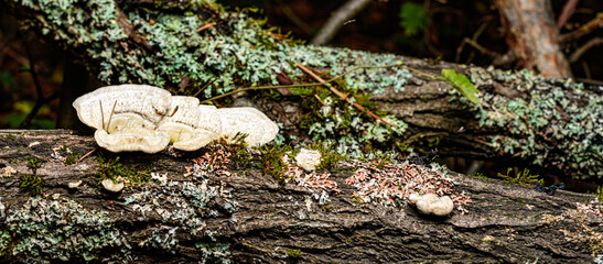 mushroom in the forest
