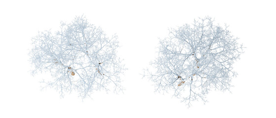 snow on branches isolated on transparent