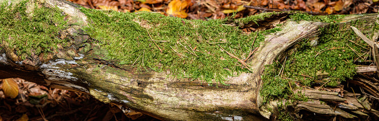moss on the tree