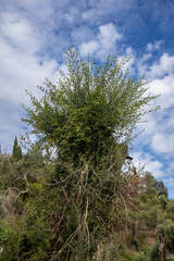 Detail of an olive tree trunk, Corfu, Greece