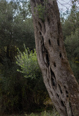 Detail of an olive tree trunk, Corfu, Greece