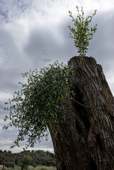 Olive tree with new twigs, Corfu, Greece