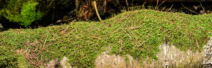 moss on the ground