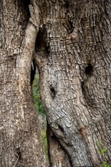 Detail of an olive tree trunk, Corfu, Greece