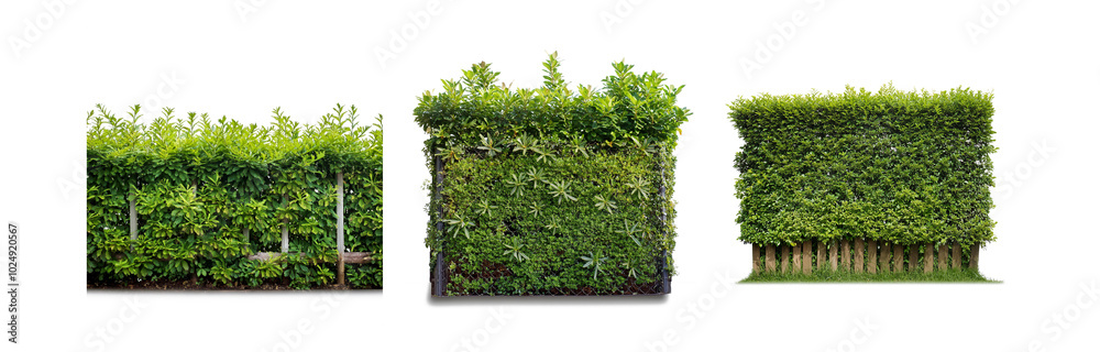 Poster Three different types of green hedges with varying fencing and backdrops.