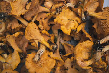 Organic Wild Chanterelle Mushroom Foraged from Forest, Nature Food, Off-Grid sustainability.