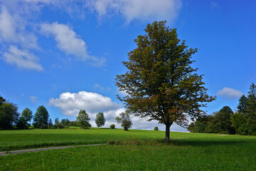 Fototapeta premium Kastanienbaum; Rosskastanie; chestnut tree; Aesculus hippocastanum