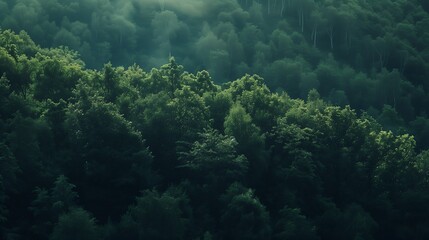 A lush, verdant forest canopy with a soft, ethereal light filtering through the leaves.