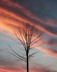 Obraz premium Silhouette of a Tree in a Colorful Sky at Dusk.