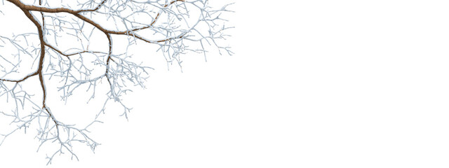 snow covered branches isolated on transparent