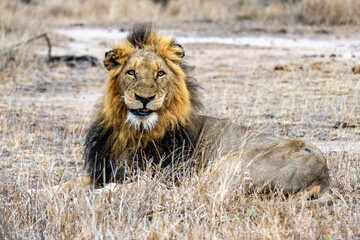 Smiling Lion