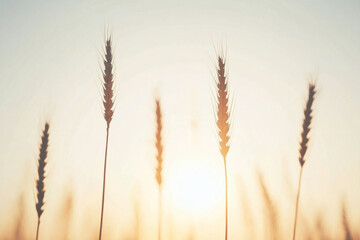 Obraz premium A field of wheat with the sun shining on it