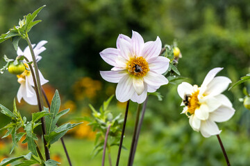 Close up of dahlia flower and bumblebee in garden