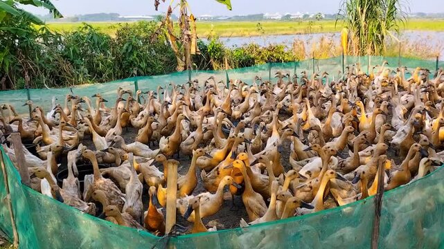 View footage of a flock of ducks in a cage waiting to eat in the morning. The Ducks in Kendal Village, Central Java, Indonesia.
