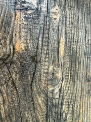 Obraz premium Detailed close-up of weathered tree bark with unique texture and natural patterns