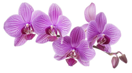 Obraz premium Detailed photograph of a purple orchid, showcasing its exotic beauty and delicate petals on a white background