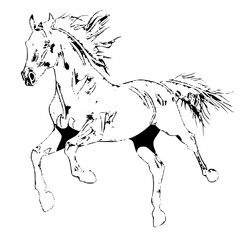 "Silhouette of Fast Running Wild Horse"

