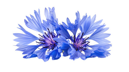 Obraz premium Macro image of a blue cornflower, capturing its vibrant petals and serene beauty on a white background.