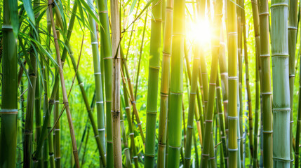 Fototapeta premium Lush green bamboo stalks rise majestically, illuminated by warm sunlight filtering through dense foliage, creating serene and tranquil atmosphere