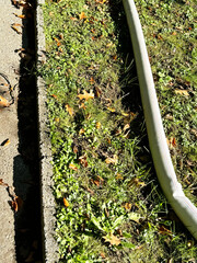 Autumn leaves and garden hose on sunlit grass by sidewalk