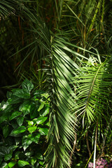 Beautiful palm tree and plants growing outdoors