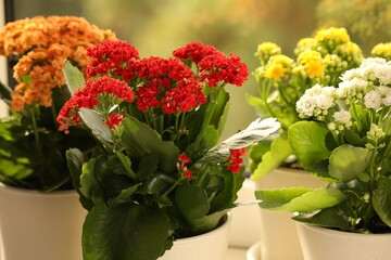 Different beautiful kalanchoe flowers in pots indoors, closeup