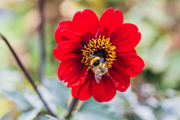 Close up of dahlia flower and bumblebee in garden