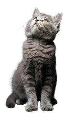 Obraz premium PNG Cat looking up animal mammal kitten.