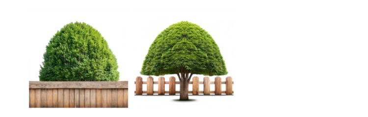 Two green trees with lush foliage are in front of a wooden fence.