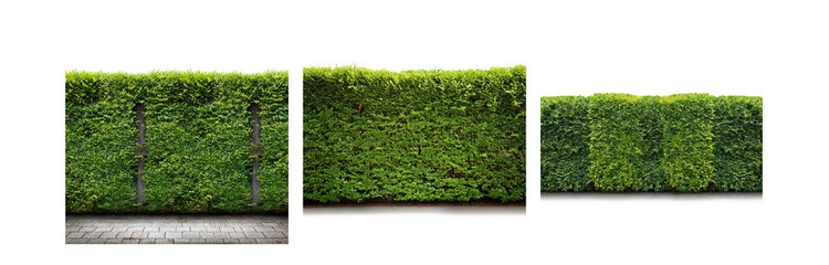 Green hedge on a white background, trimmed foliage creates a dense wall of green.
