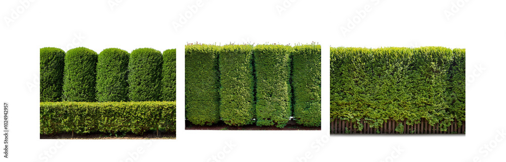 Poster a row of trimmed hedges with a wooden fence in the background.