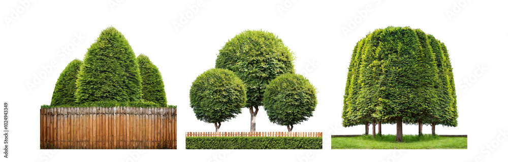 Poster Three groups of trees trimmed into different shapes with a wooden fence in between, isolated against a white background.