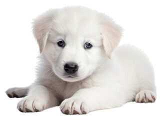 Obraz premium PNG Puppy mammal animal white.