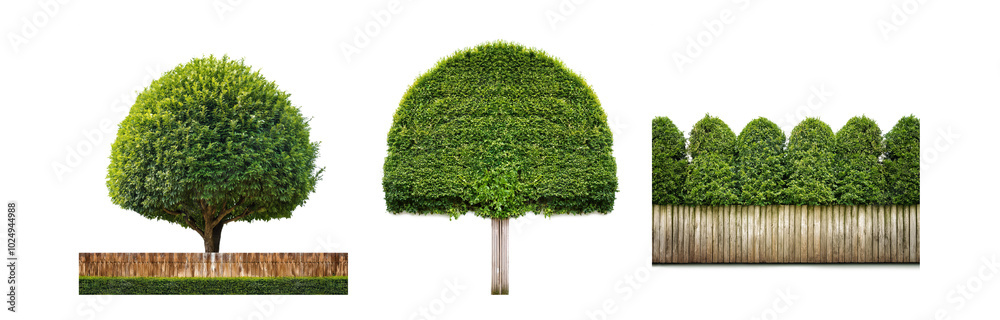 Poster three topiary trees, one round, one arched and a row of trees forming a hedge, all in front of woode