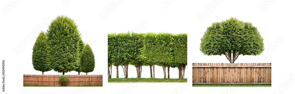 Poster three different types of green trees stand next to wooden fences.