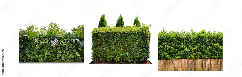 Poster a row of three hedges, two have trees behind them, the last is behind a bamboo fence.