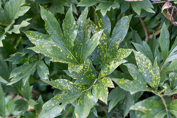 Close up of a leaf affected by peony tobacco rattle virus or ringspots (Tobravirus TRV). The yellow mottling varies in severity from year to year.
