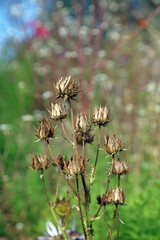 Closeup of dry prickly seed heads, Cambridgeshire England
