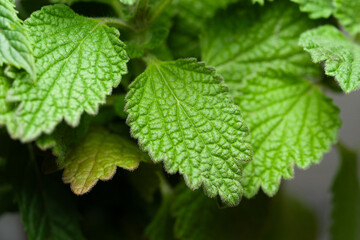 Mint close up. Mint leaves texture. Selective focus